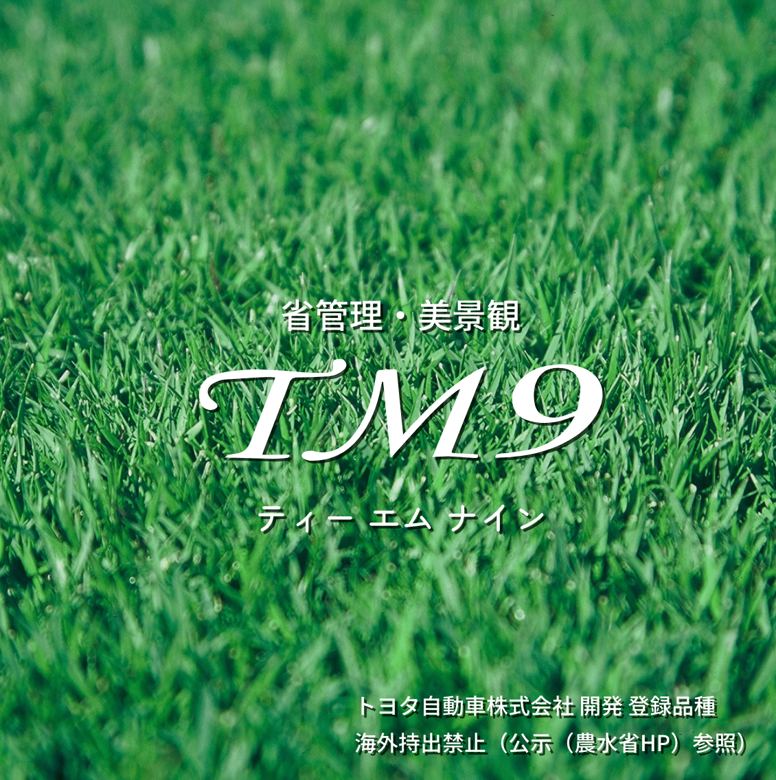 TM-9